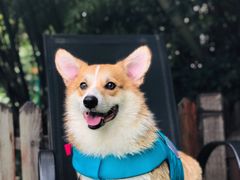 -汪说喵讲宠物乐园宠物酒店(红星美凯龙店)