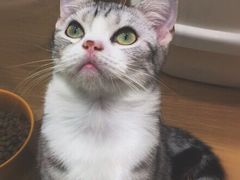 -momokira米努特·德文卷毛猫·棉花面纱犬