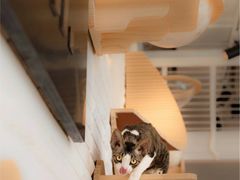 -momokira米努特·德文卷毛猫·棉花面纱犬