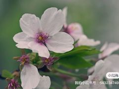 -顾村公园