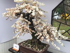 -香雪海