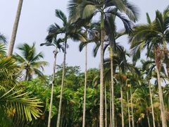 -中国科学院西双版纳热带植物园