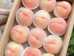 -老袁家蜜桃农场·阳山水蜜桃