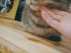 -猫色咖啡·猫咖