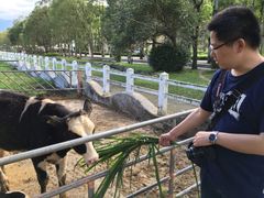 喂牛-瑞穗牧场