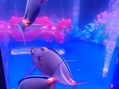 -青岛嘉年华主题乐园