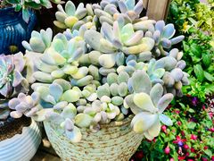 -双季花艺园艺市场(浦东店)