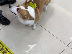 -北京观赏动物医院·24小时大型综合·猫专科·异宠专科