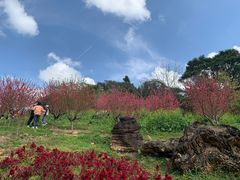 -广州市石门国家森林公园