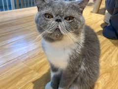 -啵啵喵·猫咖(攀华国际店)