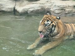 -深圳野生动物园