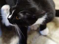 -猫咪博物馆(顶澳仔猫街店)