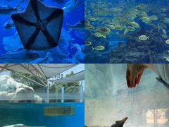 -海合安成都极地海洋公园