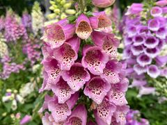 -石家庄市植物园