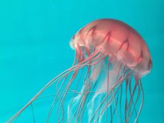 -多彩贵州城极地海洋世界