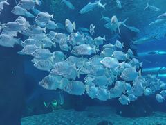 -北戴河圣蓝海洋公园