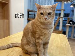 -是阿柴呀！柴犬咖啡·爱喵喵猫咖