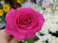 -曲阳花鸟市场(曲阳路店)