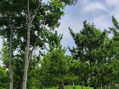 -桃花岛公园