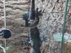 -上海大自然野生昆虫馆