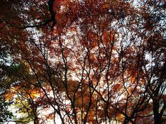 -上海共青森林公园