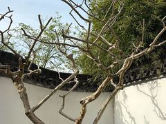 -上海醉白池公园