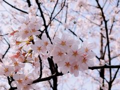-高东镇樱花园