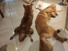 -萌喵宠狗爱心宠咖