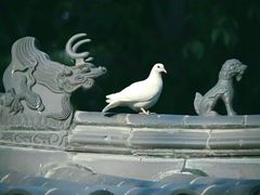 -西安大兴善寺