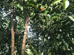 -呀路古热带植物园