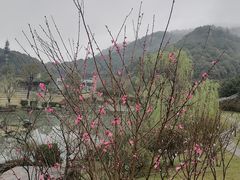 -桃花岭景区