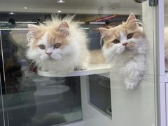 -小猫来了·猫舍(红山六九七九店)