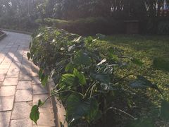 -瑞丽独树成林风景区