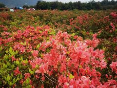 -瑞安圣井山景区
