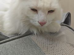 -安安宠医·臻爱宠物医院·宠保定点(营门口路分院)