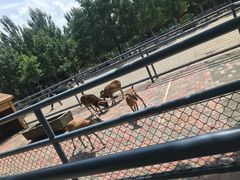 -长白岛森林公园