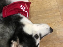 -Husky Go! 哈士奇体验馆·宠物咖啡厅狗咖