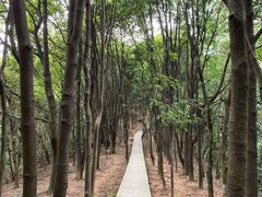 -火炉山森林公园