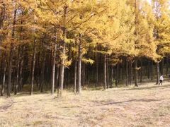 -塞罕坝国家级自然保护区