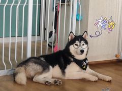 -Husky Go! 哈士奇体验馆·宠物咖啡厅狗咖