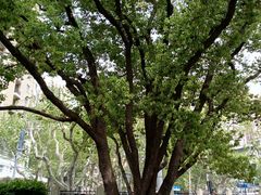 -徐家汇源景区-衡山公园