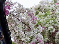 -深圳国际园林花卉博览园