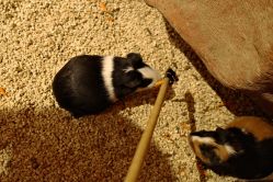 -Zoolung Zoolung动物主题公园(海信广场店)