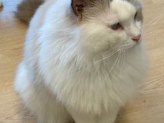 -有喵·猫咖·狗咖·30几只猫10只小狗(岗厦店)