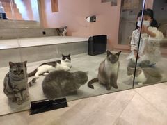 -猫儿山۰猫主题餐厅