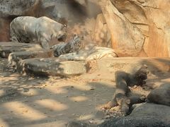 -灵玲国际马戏城