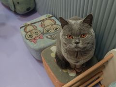 -1013 PET SHOP 宠物商店(近铁城市广场店)