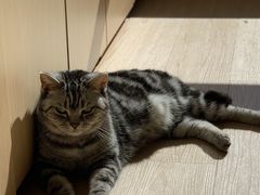 -鼓捣猫呢主题猫咖店