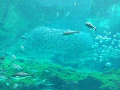 -西海国立公园九十九岛水族馆