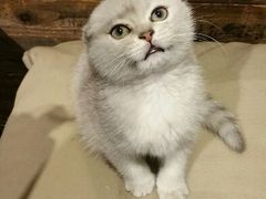 android_upload_pic-MIKAKU(万达广场上海宝山店)